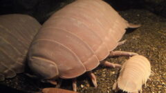 頭が透明な深海魚 デメニギス とは 味は 水族館で会える Aqua Picks