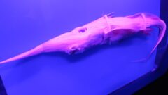 かわいい深海魚15選 深海魚とは思えない Aqua Picks