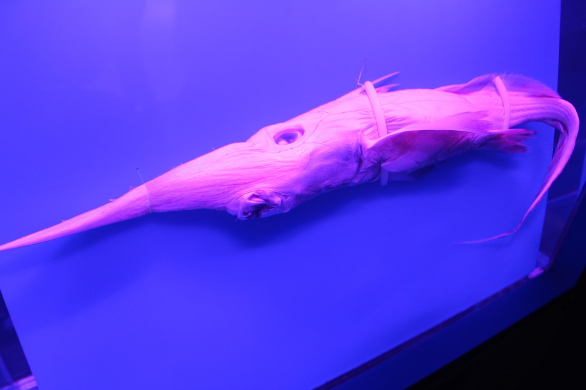 変な見た目 生態の深海魚10選 見た目も生き方も人と違いすぎ Aqua Picks