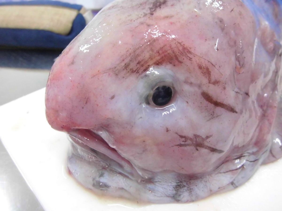 【必見】おじさんみたいな顔の深海魚をまとめてみた：「ニュウドウカジカ」だけじゃない