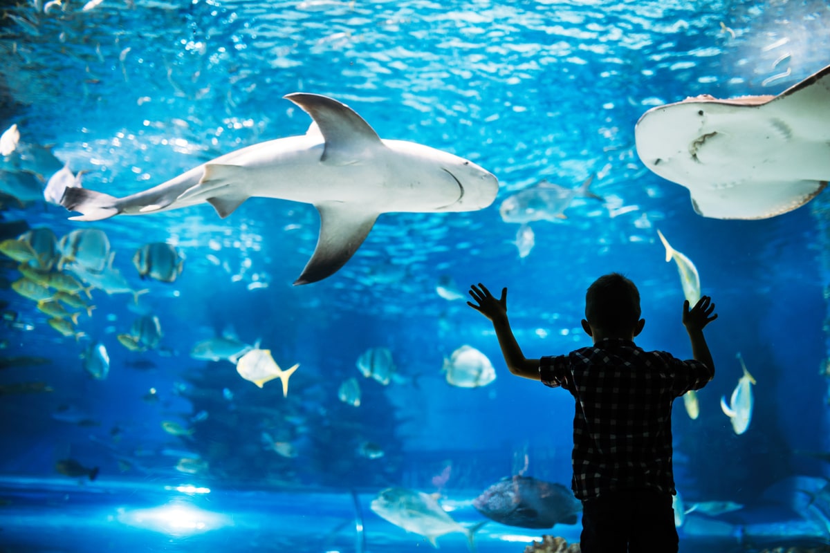 水族館に安く行く オススメの優待サービスを徹底解説 Aqua Picks