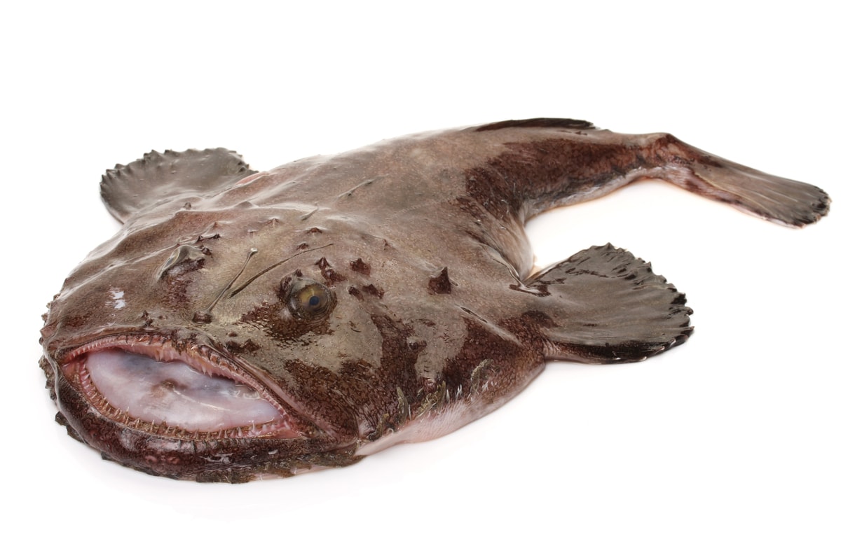深海に住むアンコウ13選 見た目が怖い種類ばかり Aqua Picks