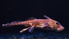 美味しい深海魚選 知らないうちに食べている Aqua Picks