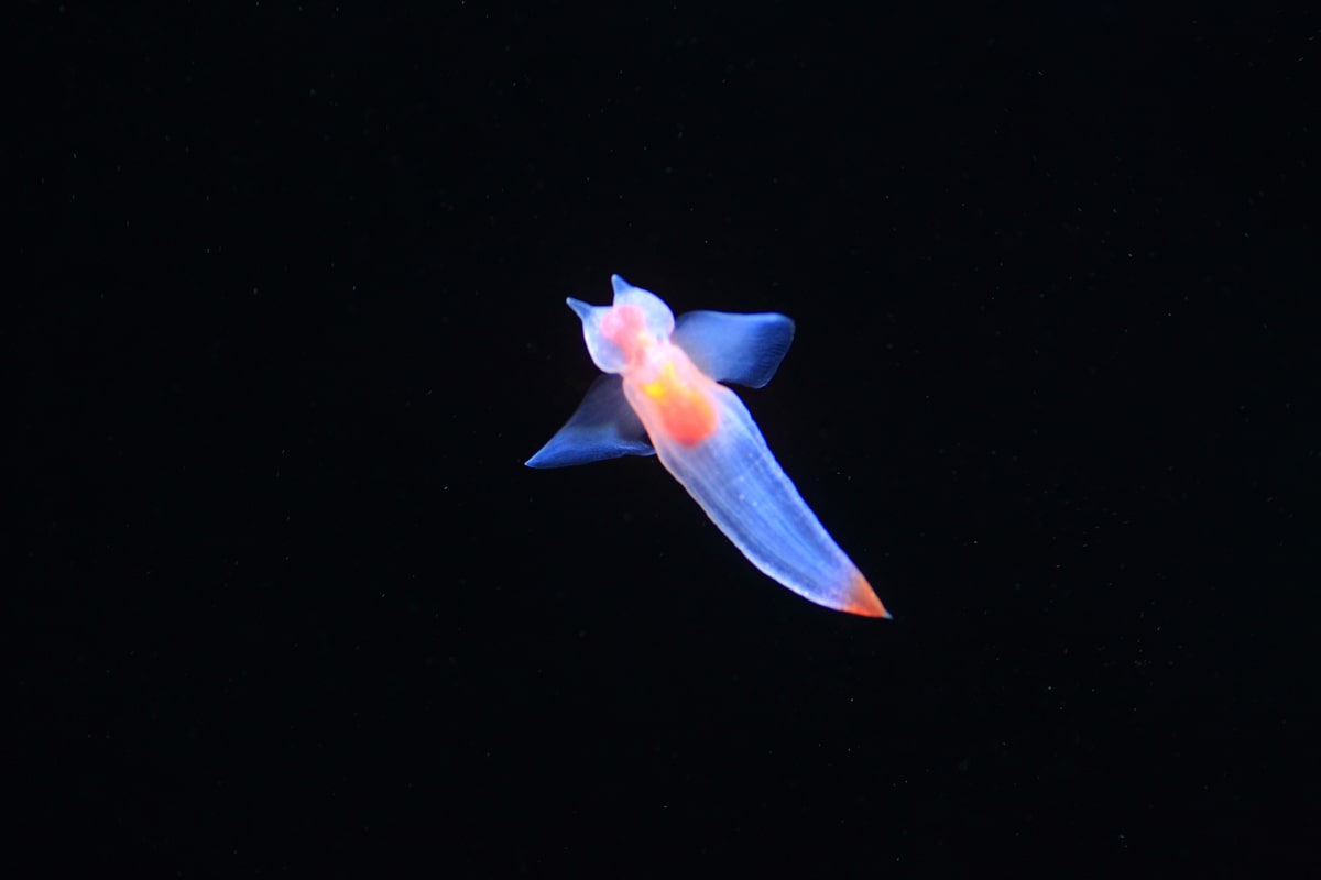 かわいい深海魚15選 深海魚とは思えない Aqua Picks