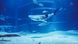 プランクトンで生きるサメ３種類を徹底解説 ジンベエザメだけじゃない Aqua Picks