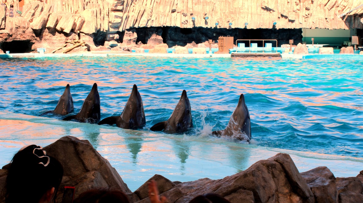 淡水水族館に最適なエンゼルフィッシュ 10