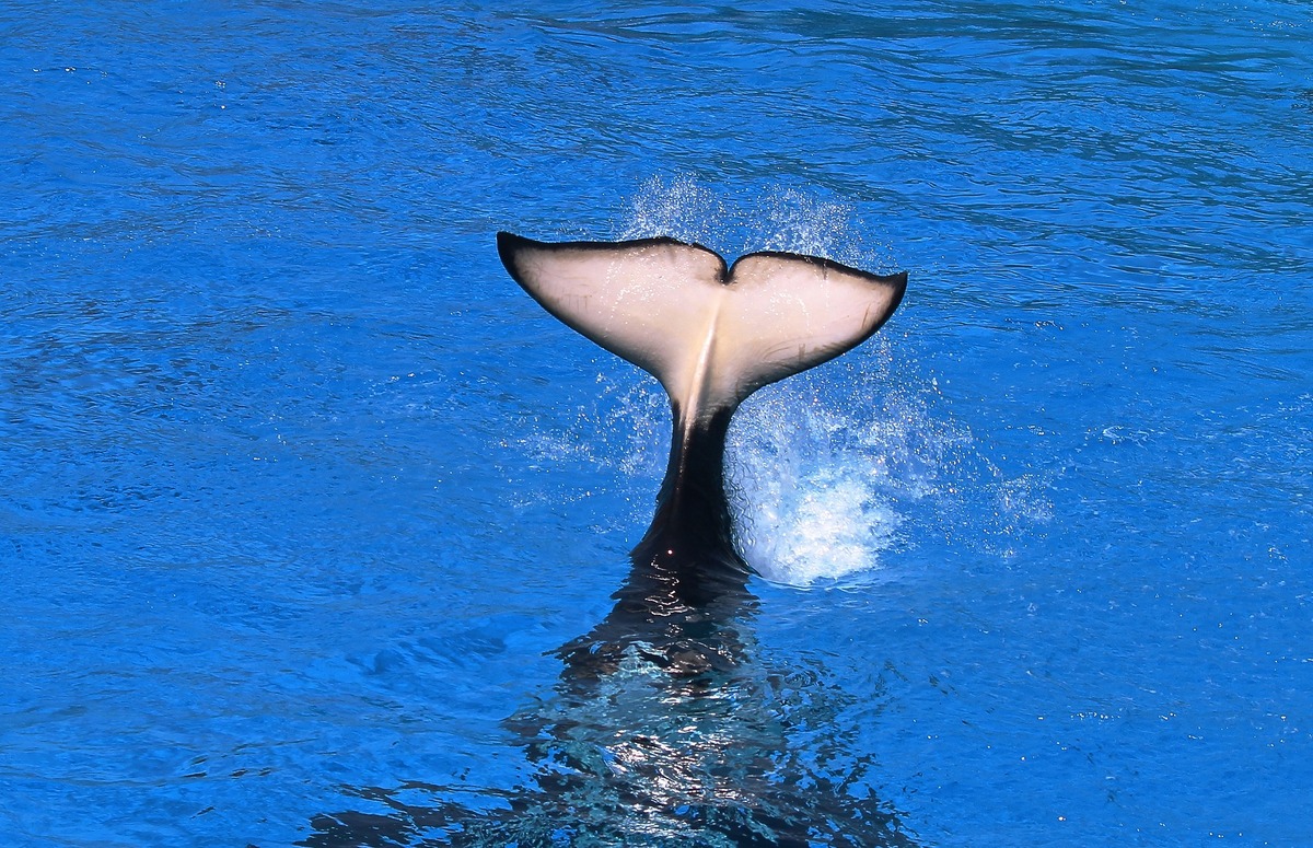 日本の水族館で クジラ に会える 種類と場所を解説 Aqua Picks