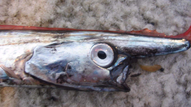 深海魚 リュウグウノツカイ とその仲間10選 アカマンボウも Aqua Picks