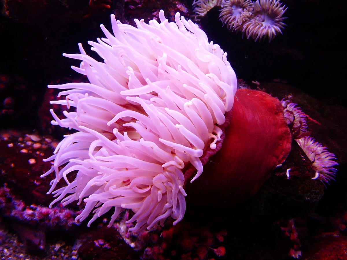 深海のイソギンチャク8選 深い海にいる綺麗な生物 Aqua Picks