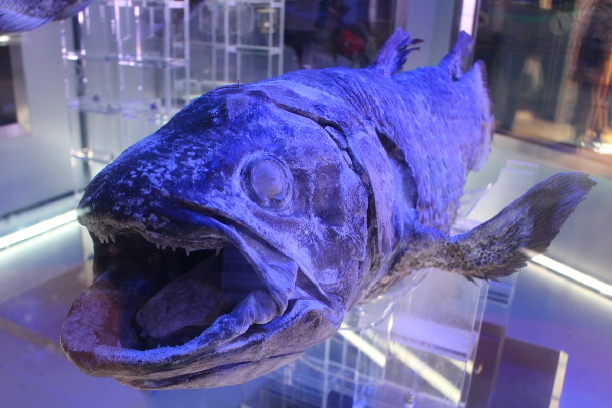 シーラカンス 生きた化石 味は 水族館で会える Aqua Picks