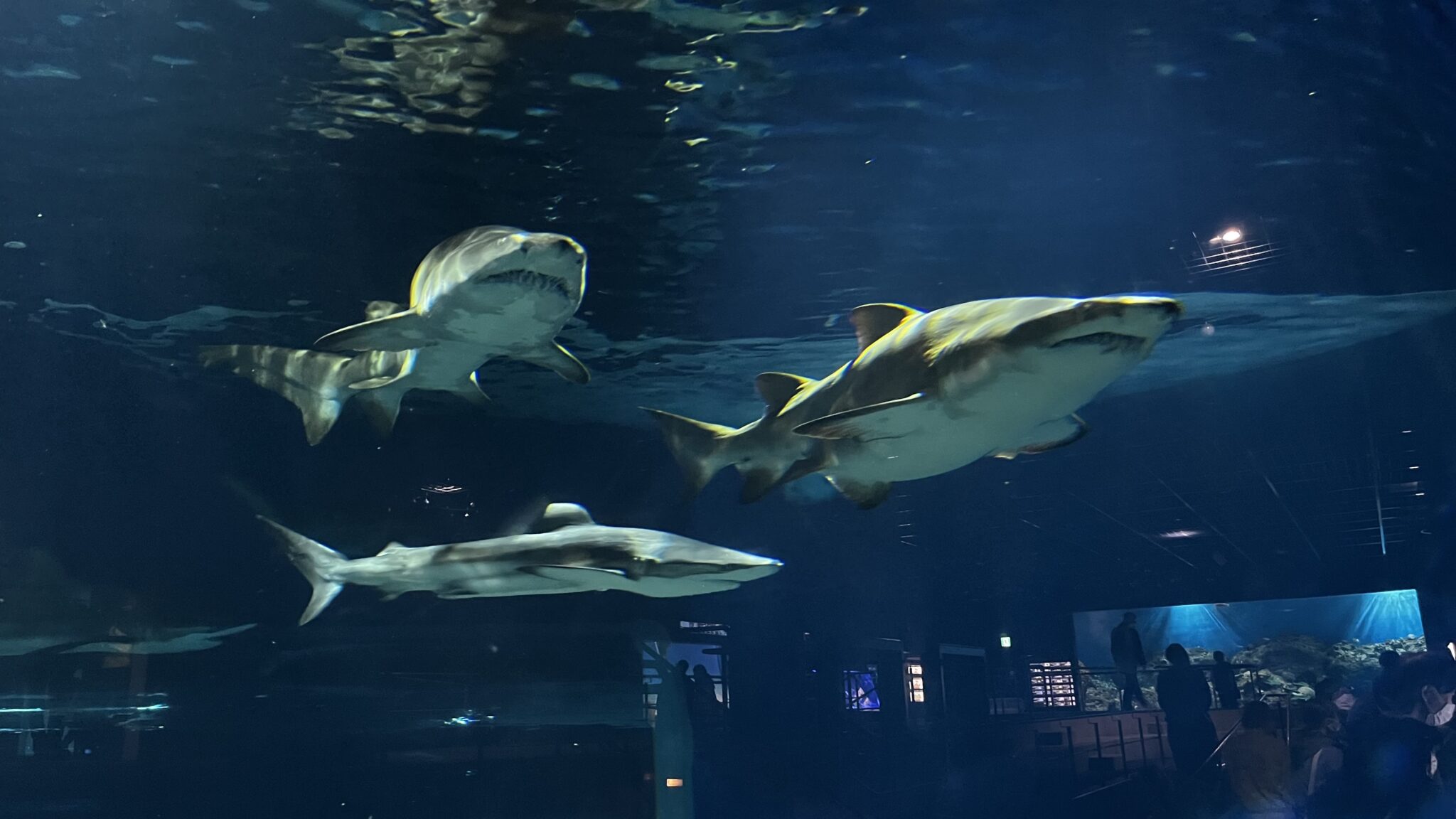 【サメの種類日本一】茨城「アクアワールド・大洗水族館」を徹底解説！ | Aqua Picks